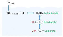 Dissolved CO2 Cycle 