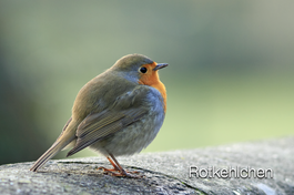 Foto: Anne-Marie Kölbach