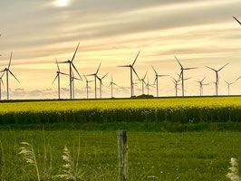 Rapsfeld im Sönke-Nissen-Koog mit Windmühlen