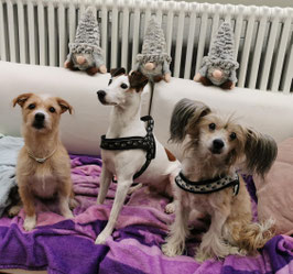 3 Hunde als Security