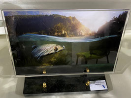 Pêcheur 9 - 208 €