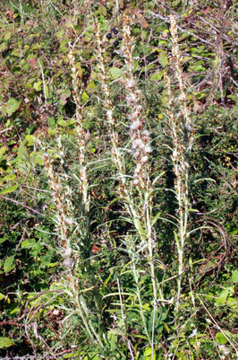 Wald-Ruhrkraut (Gnaphalium sylvaticum) - an Waldwegböschung kurz vor dem Weithäuslesplatz