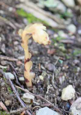 halbschattig unter Buchen am Eingang zum Holzbachtal - Kahler Fichtenspargel (Monotropa hypopitys ssp. hypoghegea) - ernährt sich von Nährstoffen, die sich aus der Zersetzung organischer Substanzen am Waldboden bilden (G. Franke: 26.07.15)