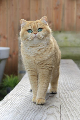 Black golden Tipped Brits Korthaar Donna – dochter van Keomi uit het D‑nest – Cattery My‑O‑My