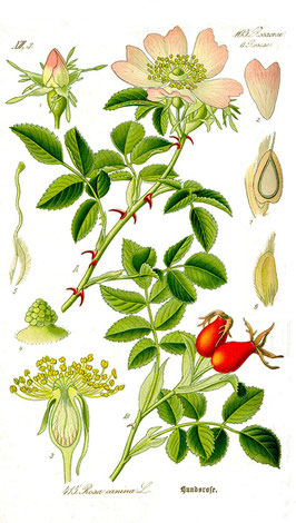 die besten bio Handcremen für Gärtner bei www.the-golden-rabbit.de