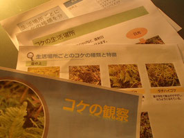 親子　コケ観察　夏休みの自由研究