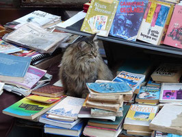 Lesekatze ın Istanbul