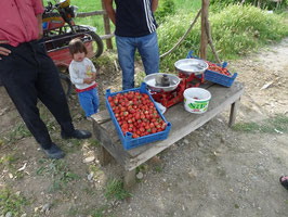 Unterwegs: Frische Erdbeeren!!!