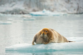 氷に寝そべるセイウチ