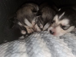 garrisonbaysiberians