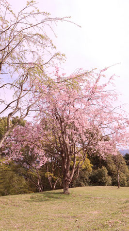 一本桜の写真フリー素材　Photo free material of one cherry tree