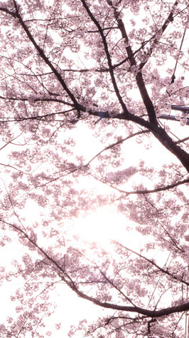 輝く桜の写真フリー素材　Shining cherry blossom photo free material