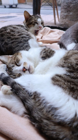 猫、ネコ、ねこ、雑種、ペット、動物の写真フリー素材 Cat, hybrid, pet, animal photo free material