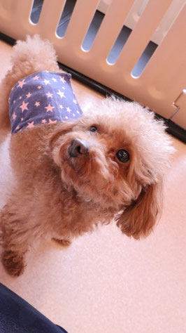 小型犬、トイプードル、犬、室内犬、動物の写真フリー素材 Small dogs, toy poodles, dogs, indoor dogs, animals photos free material