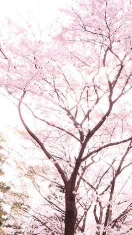 春らしい桜の写真フリー素材　Spring-like cherry blossom photo free material