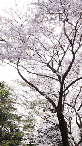 逆光で撮った桜の写真フリー素材　Photo free material of cherry blossoms taken against the sun