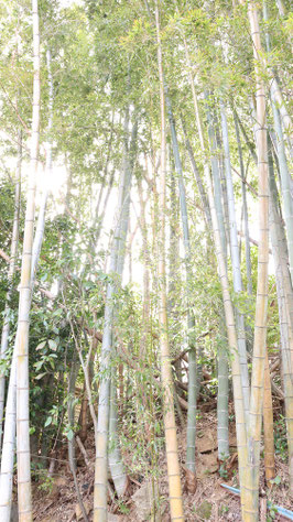 晴れの日の竹の写真フリー素材　Bamboo photo free material on a sunny day