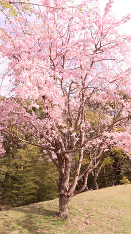 山に咲く桜の写真フリー素材 Photo free material of cherry blossoms blooming in the mountains