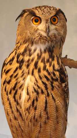 ベンガルワシミミズク、ミミズク、鳥、小動物、動物の写真フリー素材　Bengal Eagle Owl, Indian Eagle Owl, Birds, Small Animals, Animals Photos Free Material