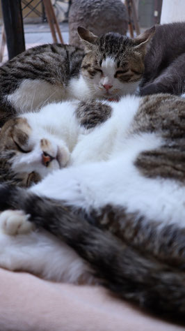 猫、ネコ、ねこ、雑種、ペット、動物の写真フリー素材　Cat, hybrid, pet, animal photo free material