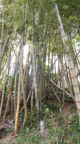 春の竹林と小さい花の画像写真フリー素材　Spring bamboo grove and small flowers image photo free material
