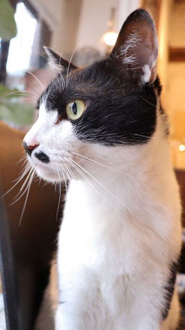猫、ネコ、ねこ、雑種、ペット、動物の写真フリー素材 Cat, hybrid, pet, animal photo free material