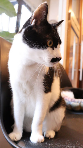 猫、ネコ、ねこ、雑種、ペット、動物の写真フリー素材　Cat, hybrid, pet, animal photo free material