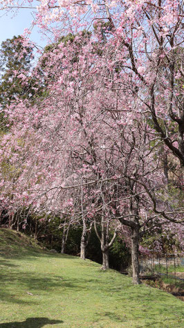 しだれ桜の写真フリー素材　Weeping cherry blossom photo free material