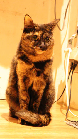 猫、ネコ、ねこ、雑種、ペット、動物の写真フリー素材　Cat, hybrid, pet, animal photo free material