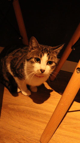 猫、ネコ、ねこ、雑種、ペット、動物の写真フリー素材　Cat, hybrid, pet, animal photo free material