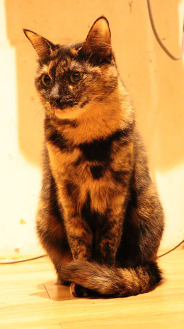 猫、ネコ、ねこ、雑種、ペット、動物の写真フリー素材　Cat, hybrid, pet, animal photo free material