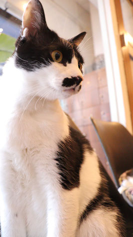 猫、ネコ、ねこ、雑種、ペット、動物の写真フリー素材 Cat, hybrid, pet, animal photo free material