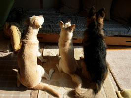 犬育ての犬いろは