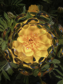 黄色い花の画像に工夫を施し、生命力のある表情に変化させた写真01