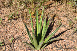 Agave lechuguilla ausgepflanzt im Burgund