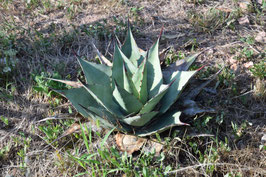 Agave havardiana ausgepflanzt im Burgund