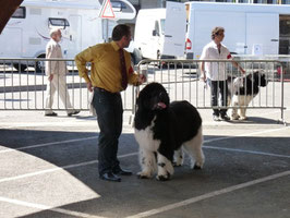 CACIB de BRIVE 1er excellent RCACS RCACIB