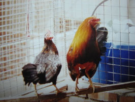 Padrillo enano viejo