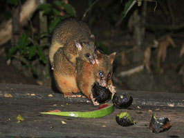 Possums beim BBQ