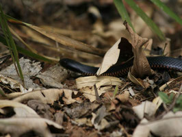 Red bellied Snake