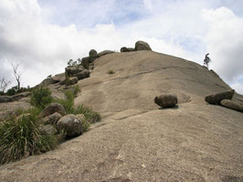 Girraween NP im Hunter Valley