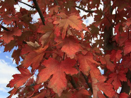 Herbst in Australien