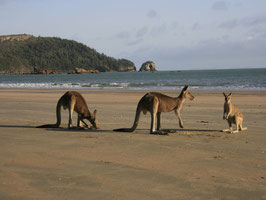 Cape Hillsborough NP