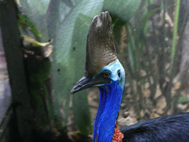 Der Kopf eines 1,60m Cassowary