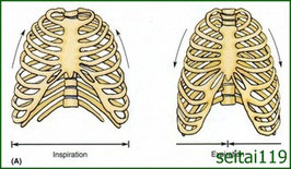 肋骨の運動