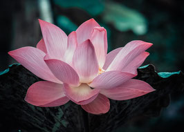Lotusblume, die aus dem Schlamm wächst...