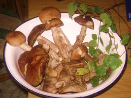 funghi di bosco