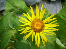 Echter Alant "Inula helenium"