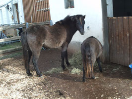Zwei , dei sich gesucht und gefunden haben : Saari und June !!!