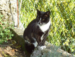 BLACK wurde 2005 als 1. Katze in Angelika`s Haus aufgenommen. Mama von Nero, Milka und Mimi. Sehr lieb und anhänglich, verteidigt aber eifersüchtig ihr Revier. Sie hat chronische Bronchitis und benötigt  regelmäßig  Medikamente. Seit 2006 kastriert.